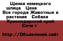 Щенки немецкого шпица › Цена ­ 20 000 - Все города Животные и растения » Собаки   . Краснодарский край,Сочи г.